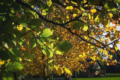 Close-up of yellow tree