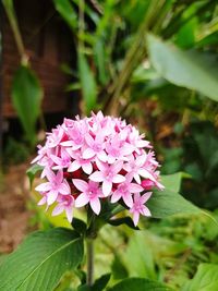 Close-up of pink flowers blooming outdoors