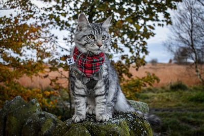 Portrait of a cat