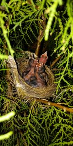 High angle view of bird in nest