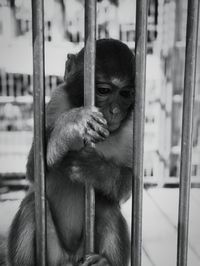 Close-up of infant holding cage in zoo