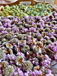 Close-up of purple flowers