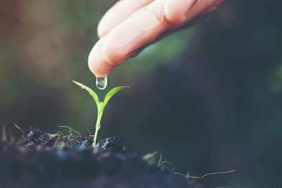 Cropped hand pouring drop on seedling