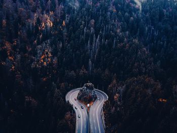 Road in forest during autumn