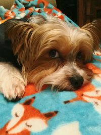 Close-up portrait of dog relaxing on bed at home