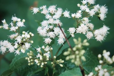 White flowers