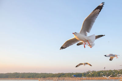 Low angle view of seagulls flying