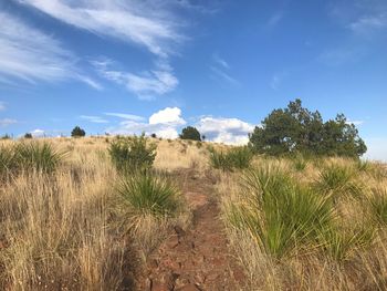 Plants growing on landscape against sky