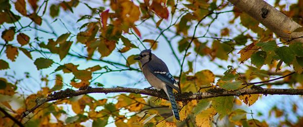 Low angle view of bird perching on tree against sky