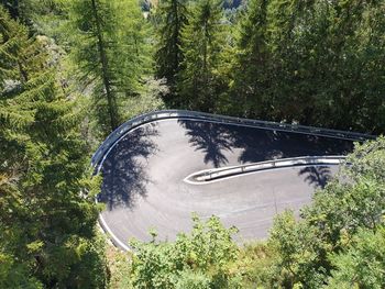 High angle view of trees in forest