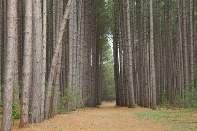 Pine trees in forest