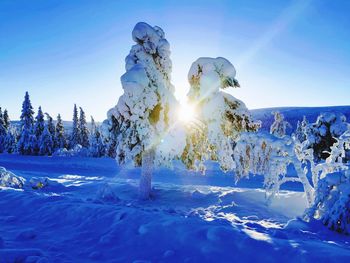 Snow covered trees against blue sky