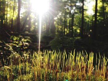 Scenic view of forest