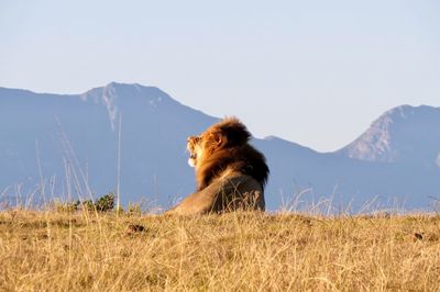 Lion sitting on land against mountains