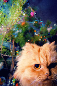 Close-up of multi colored cat