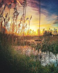 Scenic view of field against sky at sunset