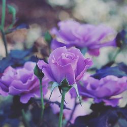 Close-up of purple roses blooming in garden