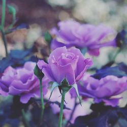 Close-up of purple roses blooming in garden