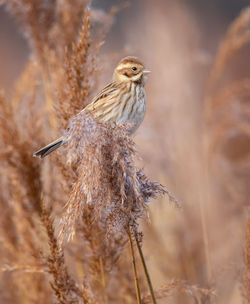 Close-up of bird perching on a plant