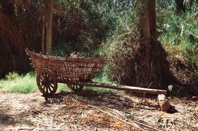 Horse cart on tree