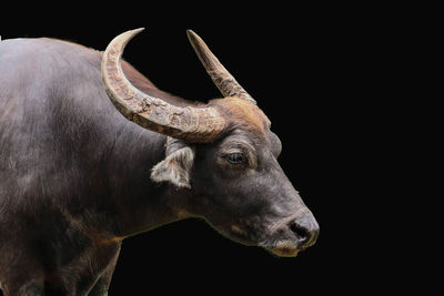 Close-up of a horse against black background