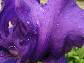 Close-up of water drops on pink flower