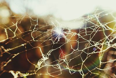 Close-up of spider web