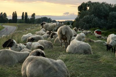 Sheep grazing on field against sky