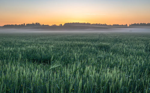 Scenic view of field against sky during sunset
