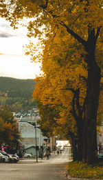Street amidst trees during autumn