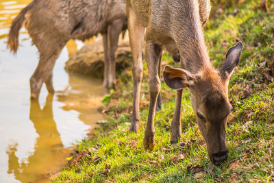 Deer standing in a field