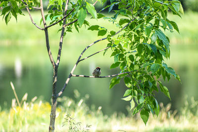 Bird perching on a tree