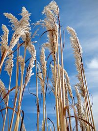 Low angle view of grass growing against clear blue sky