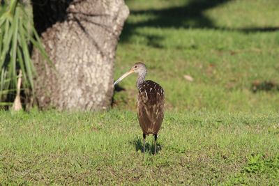 Bird perching on a field