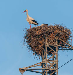 Low angle view of bird perching on nest