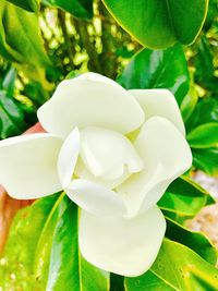 Close-up of flower blooming outdoors