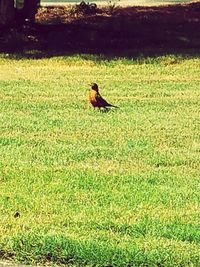 Bird on grass