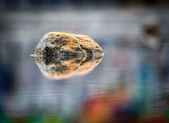 Close-up of rock in lake