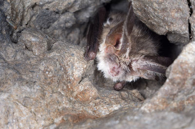 The brown long-eared bat - plecotus auritus