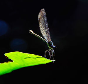 Close-up of grasshopper