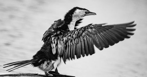 Close-up of bird drying wings in black and white