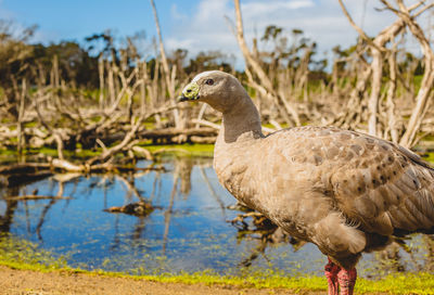 Close-up of duck perching on a lake