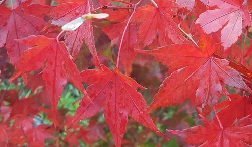 Close-up of red maple leaves