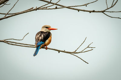 Grey-headed kingfisher on thin branch watching camera