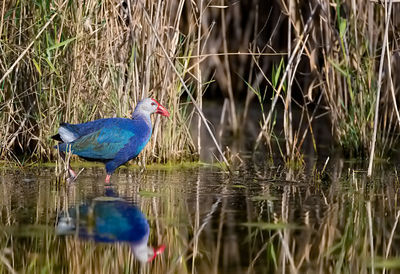 Bird perching on a lake