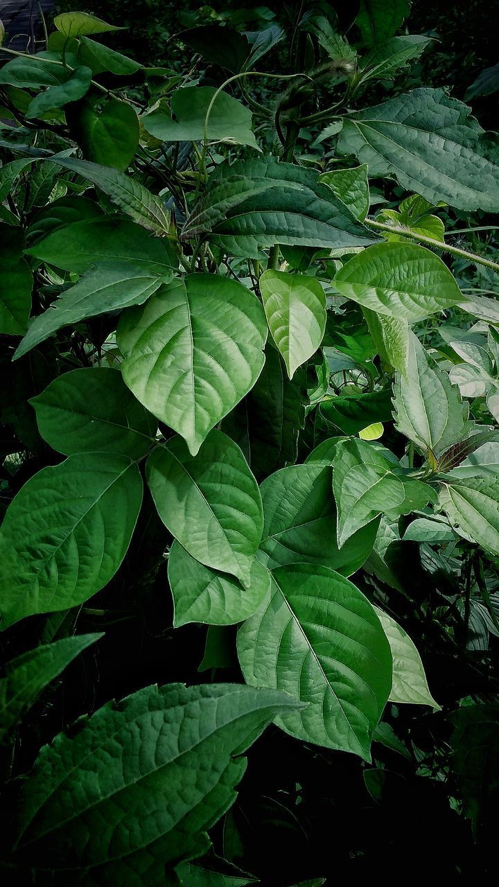 HIGH ANGLE VIEW OF LEAVES