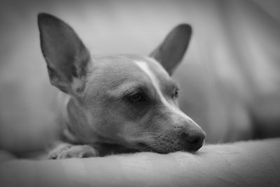 Close-up of dog relaxing