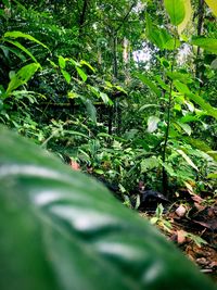 Close-up of plants against trees