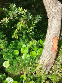 Close-up of fresh green leaves