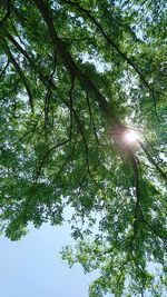 Low angle view of trees in forest against sky